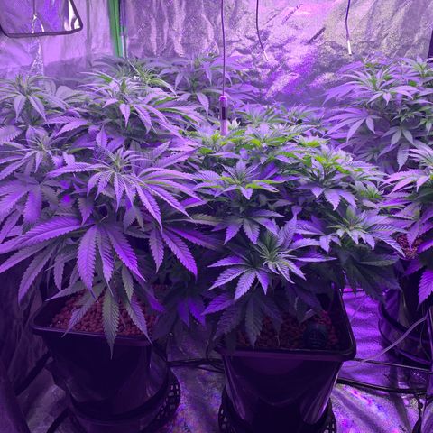 OG Kush X2 -9to10weeks growlog timeline photo