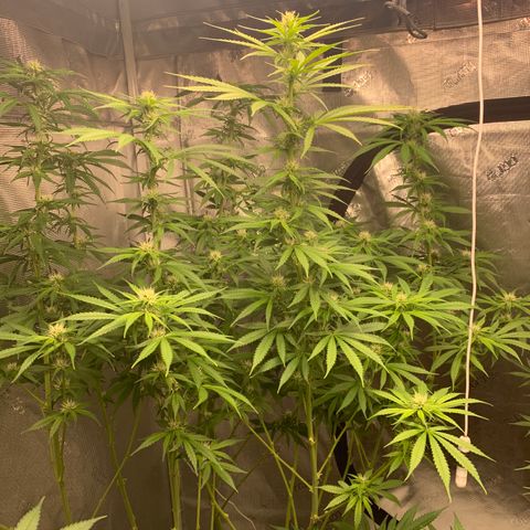 OG Kush X2 -9to10weeks growlog timeline photo
