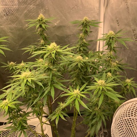 OG Kush X2 -9to10weeks growlog timeline photo
