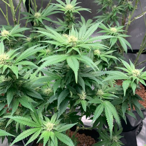 OG Kush X2 -9to10weeks growlog timeline photo