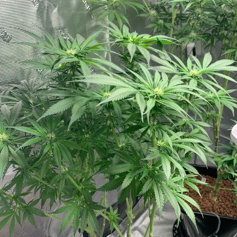 OG Kush X2 -9to10weeks growlog timeline photo