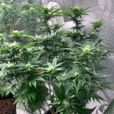 OG Kush X2 -9to10weeks growlog timeline photo