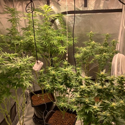 OG Kush X2 -9to10weeks growlog timeline photo