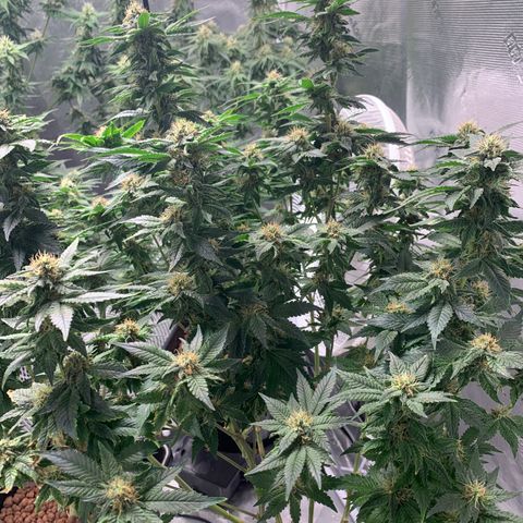 OG Kush X2 -9to10weeks growlog timeline photo