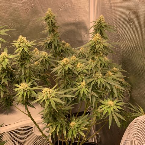 OG Kush X2 -9to10weeks growlog timeline photo