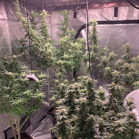 OG Kush X2 -9to10weeks growlog timeline photo