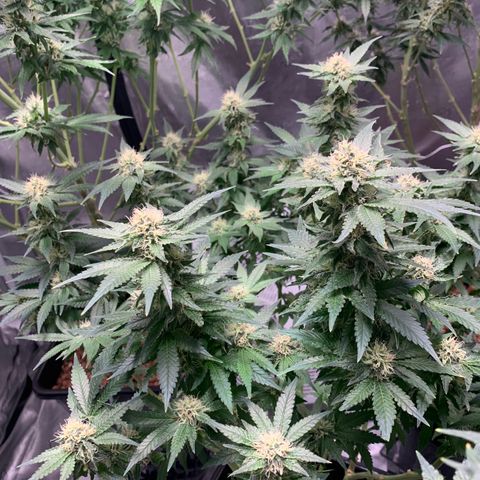 OG Kush X2 -9to10weeks growlog timeline photo