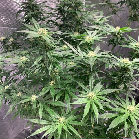 OG Kush X2 -9to10weeks growlog timeline photo