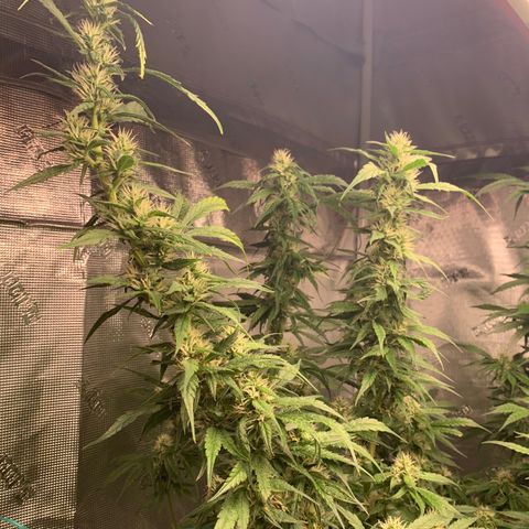 OG Kush X2 -9to10weeks growlog timeline photo
