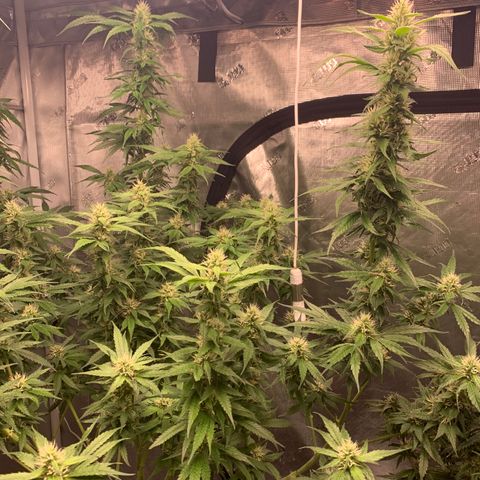 OG Kush X2 -9to10weeks growlog timeline photo