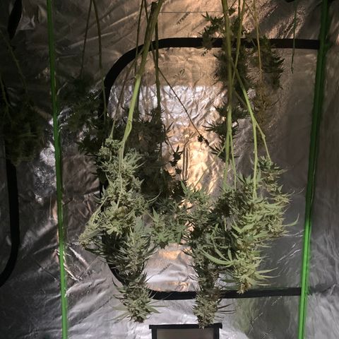 OG Kush X2 -9to10weeks growlog timeline photo