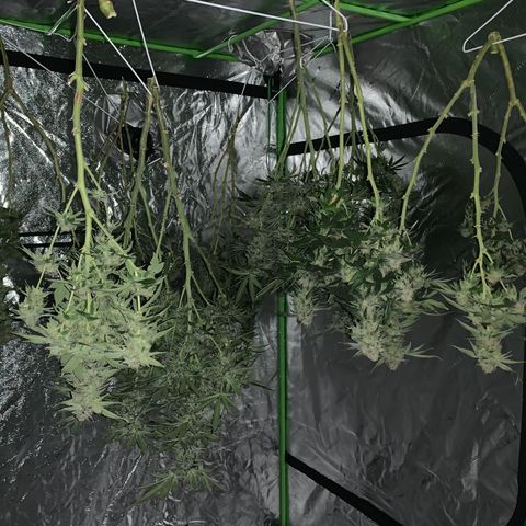 OG Kush X2 -9to10weeks growlog timeline photo