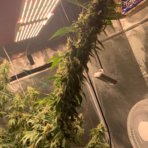OG Kush X2 -9to10weeks growlog timeline photo