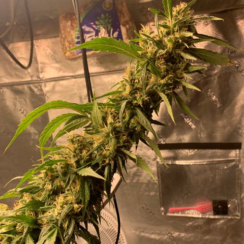 OG Kush X2 -9to10weeks growlog timeline photo