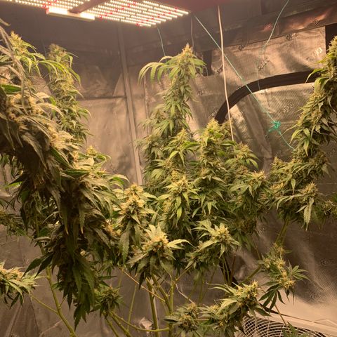 OG Kush X2 -9to10weeks growlog timeline photo
