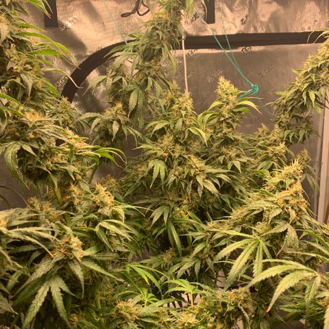 OG Kush X2 -9to10weeks growlog timeline photo