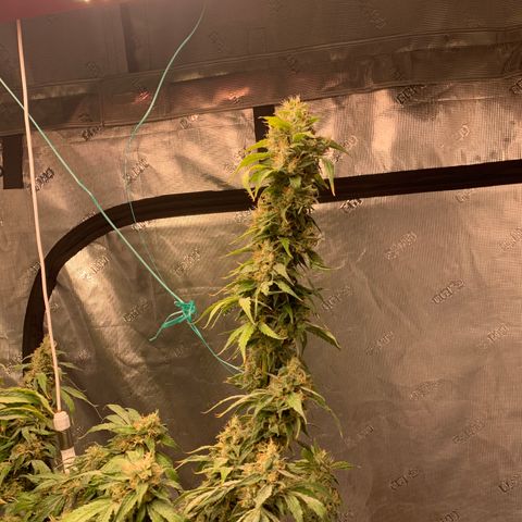 OG Kush X2 -9to10weeks growlog timeline photo
