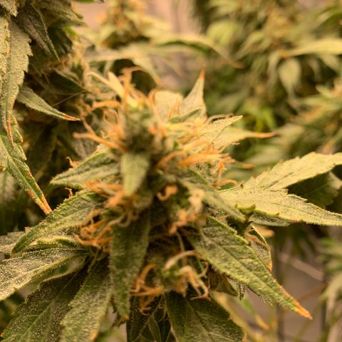 OG Kush X2 -9to10weeks growlog timeline photo
