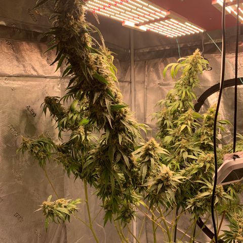 OG Kush X2 -9to10weeks growlog timeline photo