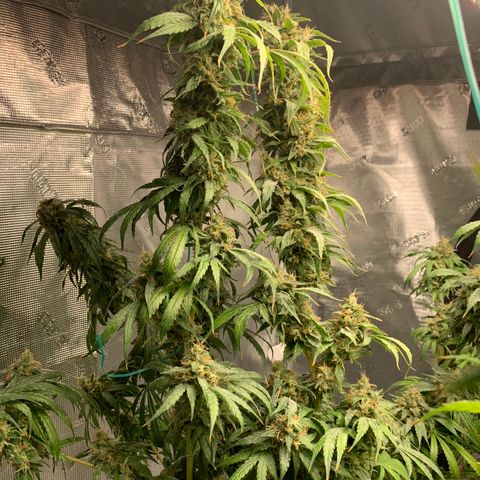 OG Kush X2 -9to10weeks growlog timeline photo