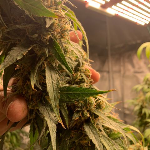OG Kush X2 -9to10weeks growlog timeline photo
