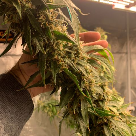 OG Kush X2 -9to10weeks growlog timeline photo