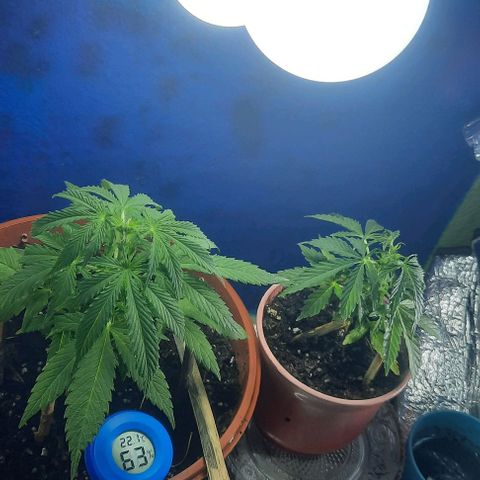 Green Gelato Automatic growlog photo: 6 Semaines