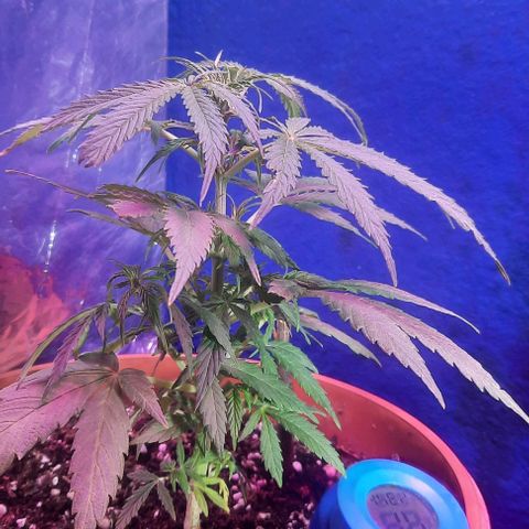 Green Gelato Automatic growlog photo: Any suggest !!