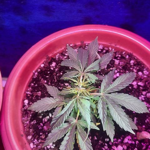 Green Gelato Automatic growlog photo: Any suggest !!