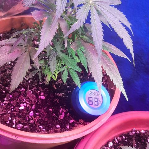 Green Gelato Automatic growlog timeline photo