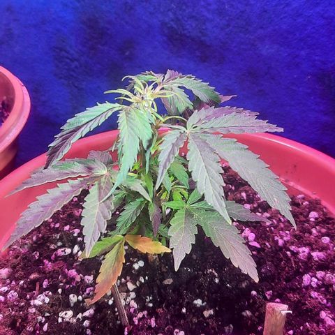 Green Gelato Automatic growlog timeline photo