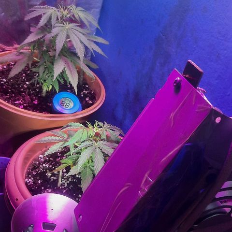 Green Gelato Automatic growlog timeline photo
