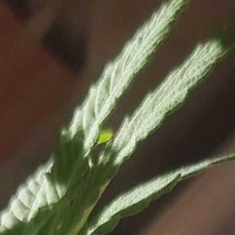 Green Gelato Automatic growlog timeline photo