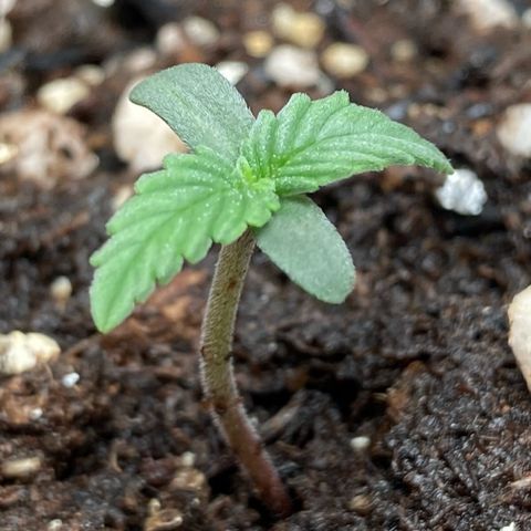 Fiona growlog timeline photo