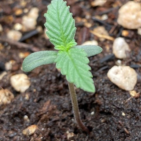Fiona growlog photo: Ja está vindo o segundo nó?