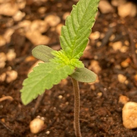 Fiona growlog photo: Ela ta tao magrinha…