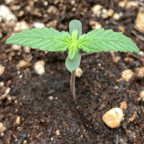 Fiona growlog photo: Realmente ela estava querendo mais luz, abaixei a luz agora.
