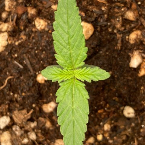 Fiona growlog timeline photo