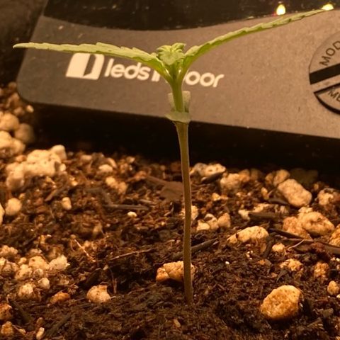 Fiona growlog timeline photo