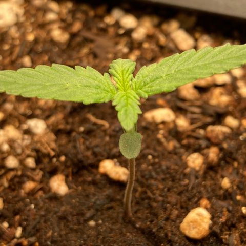 Fiona growlog timeline photo