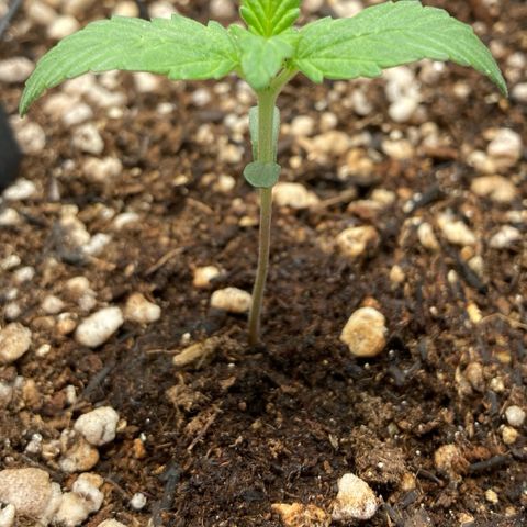 Fiona growlog timeline photo