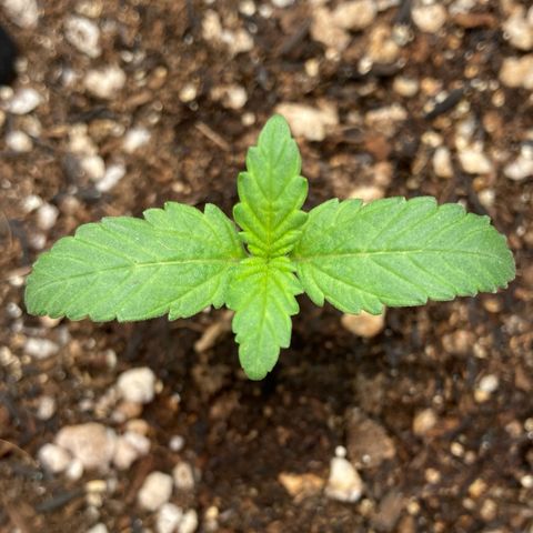 Fiona growlog timeline photo