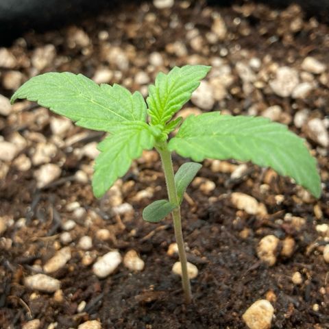 Fiona growlog photo: O umidificador não chegou T-T… Agora vou torcer para ele chegar antes do sol de meio-dia!! 