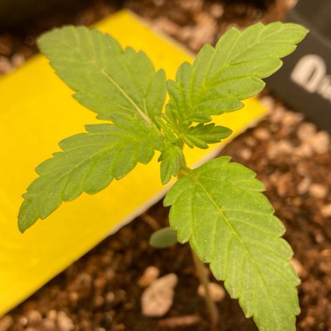 Fiona growlog photo: Ta quase deixando de ser plantinha!