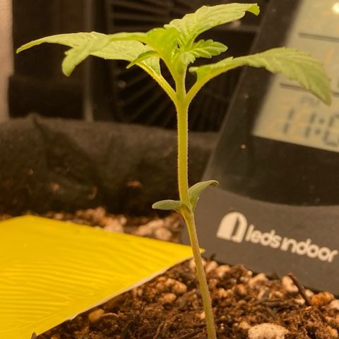 Fiona growlog photo: Ta quase deixando de ser plantinha!