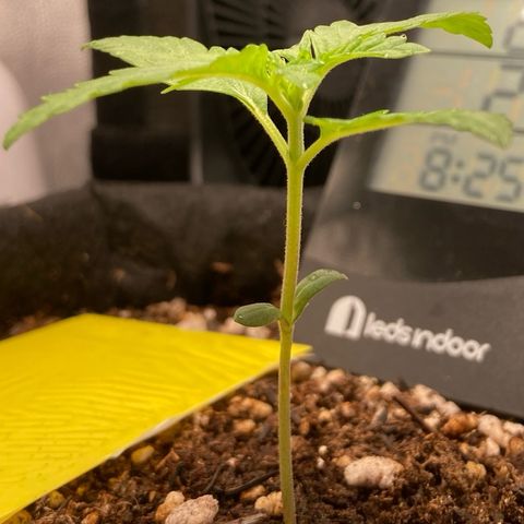Fiona growlog timeline photo