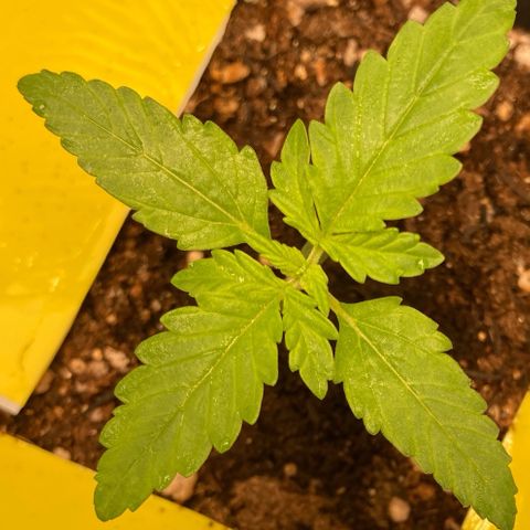 Fiona growlog timeline photo