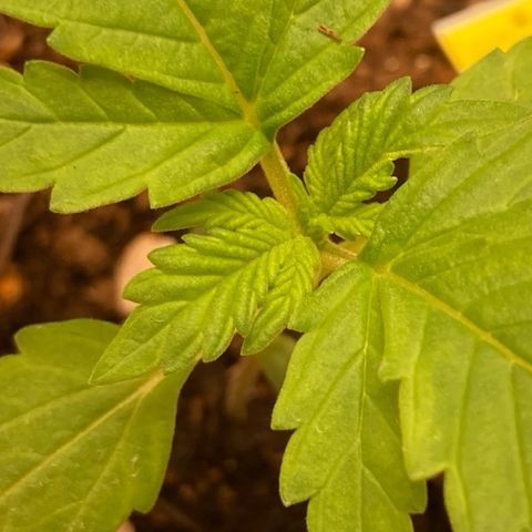 Fiona growlog photo: O desenvolvimento é tão rápido!! 