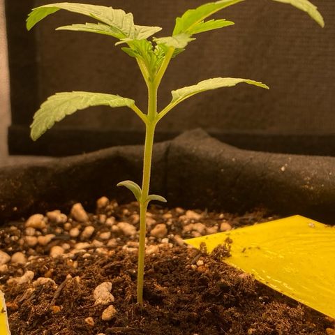 Fiona growlog photo: Dobrou de tamanho em menos de 2 dias!