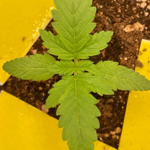 Fiona growlog timeline photo